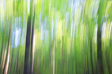 bulanık orman arka plan