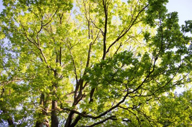 Yeşil ağaç dalları