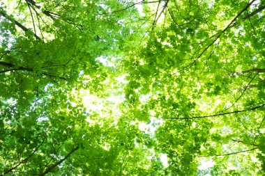 yüksek ağaçta görüntüleyin