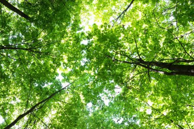 yüksek ağaçta görüntüleyin