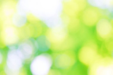 ağaç bitki örtüsü ile shinning güneş