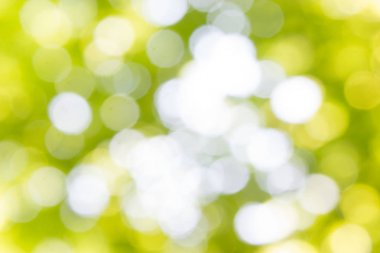 ağaç bitki örtüsü ile shinning güneş