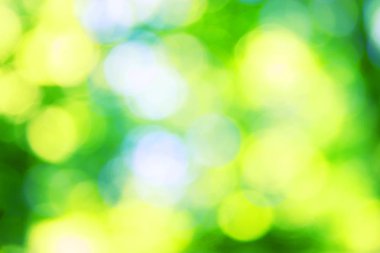 ağaç bitki örtüsü ile shinning güneş