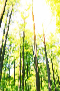 bulanık orman arka plan