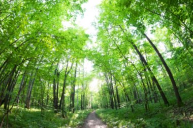 Yeşil bahar orman patika