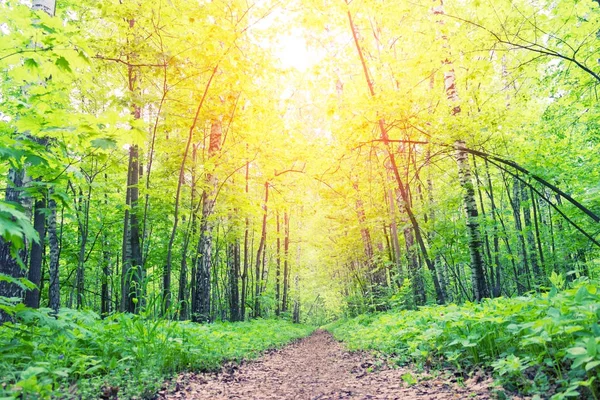 Passo a passo na floresta de primavera verde — Fotografia de Stock