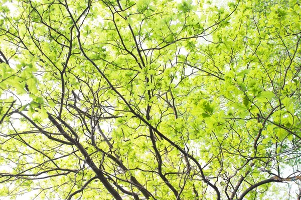 Ramas de árboles verdes — Foto de Stock