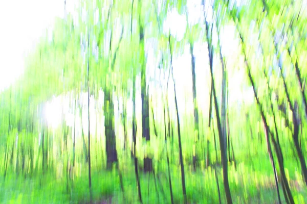 Verschwommener Waldhintergrund — Stockfoto