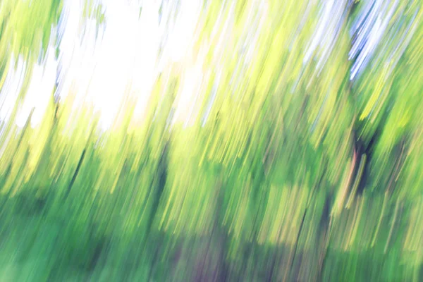 흐리게 숲 배경 — 스톡 사진