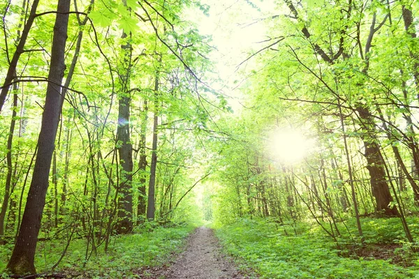 Passo a passo na floresta de primavera verde — Fotografia de Stock