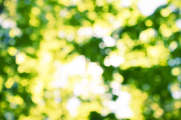 sun shinning through the tree foliage