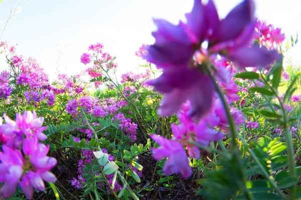 Paarse bloemen in het veld — Stockfoto