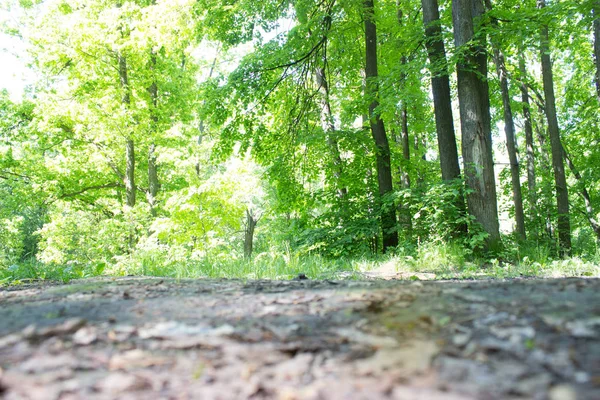 Footpath in green spring forest — Stock Photo, Image