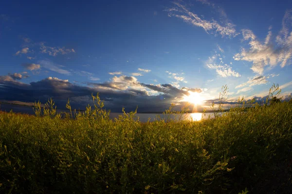 Gula blommor och blå himmel — Stockfoto