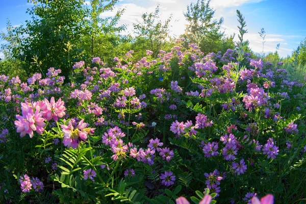 Paarse bloemen in het veld — Stockfoto
