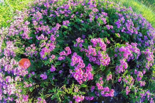 Flores moradas en el campo —  Fotos de Stock