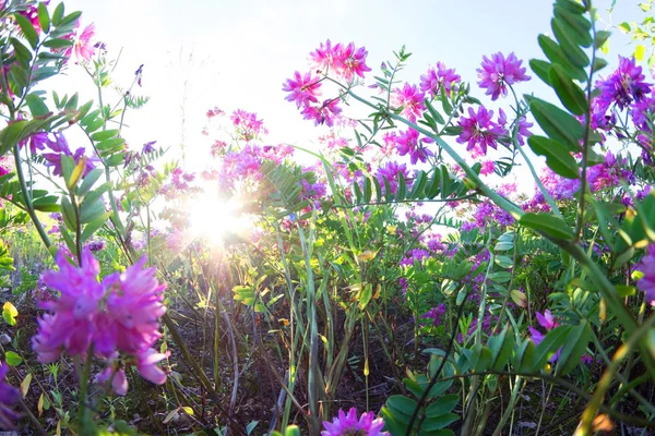 Paarse bloemen in het veld — Stockfoto