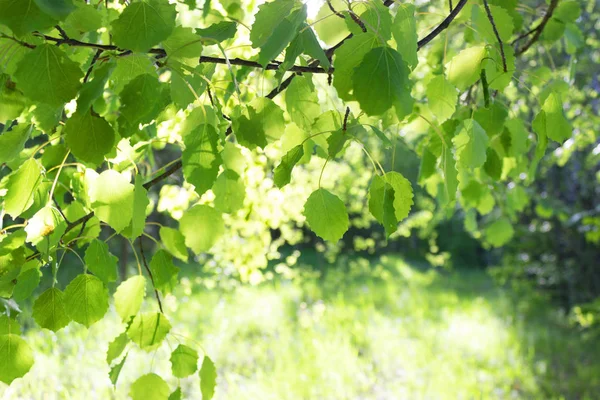 Fondo del bosque verde —  Fotos de Stock