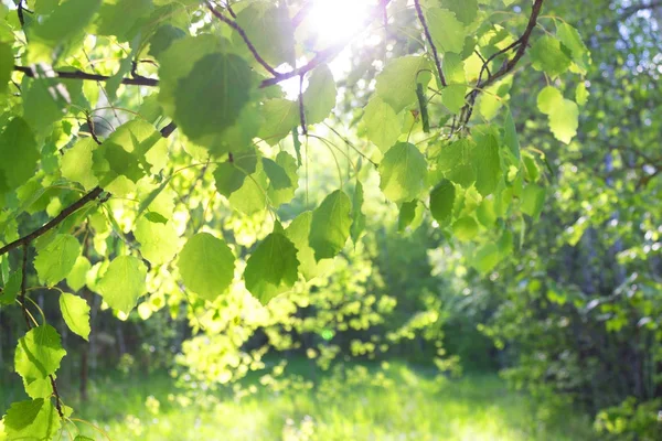 Fondo del bosque verde —  Fotos de Stock