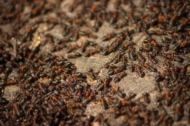 birçok küçük karıncalar