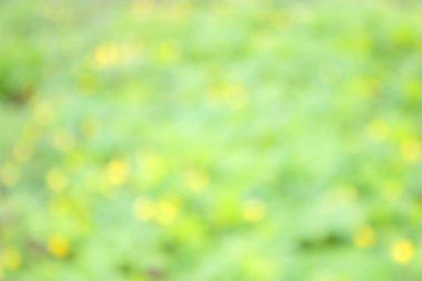 bulanık sarı çiçekler arka plan