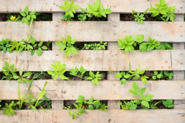 yeni yeşil yaprakları