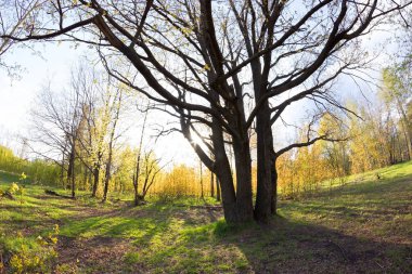 Baharda Yeşil Orman