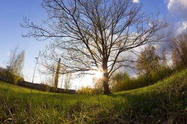 Baharda Yeşil Orman