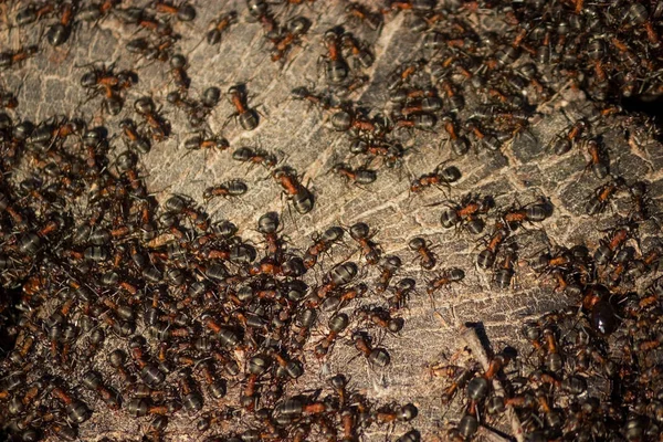 Muitas formigas pequenas — Fotografia de Stock
