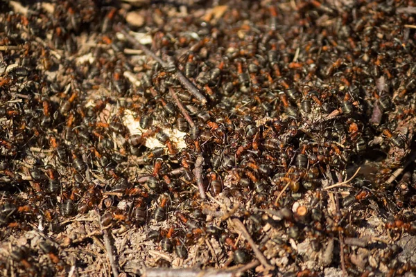 许多小蚂蚁 — 图库照片
