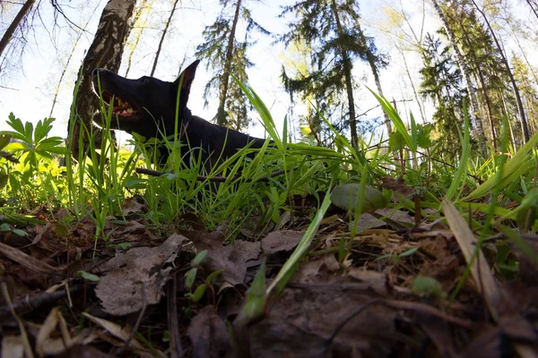 Černý pes ležel v zelené trávě — Stock fotografie