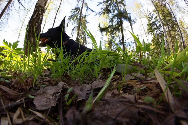 黒犬は緑の草に横たわっていた — ストック写真
