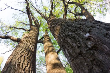 Orman gökyüzünden görüntüleyin