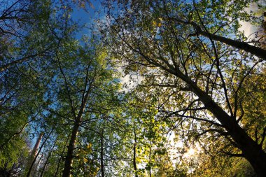 Baharda Yeşil Orman