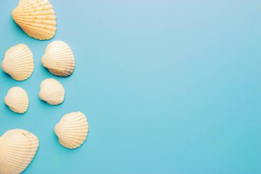 mavi arkaplanda deniz kabukları