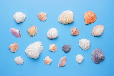 Mavi arka planda deniz kabukları