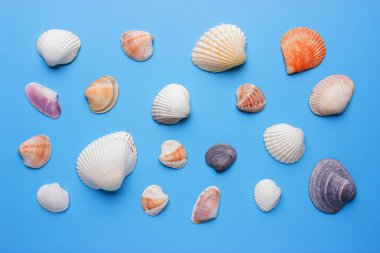 Mavi arka planda deniz kabukları