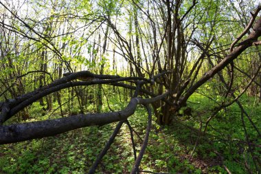 Baharda Yeşil Orman