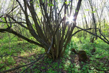 Baharda Yeşil Orman