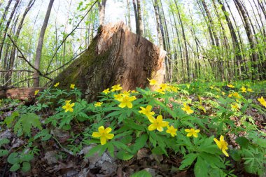 Baharda Yeşil Orman