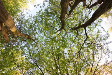 Baharda Yeşil Orman