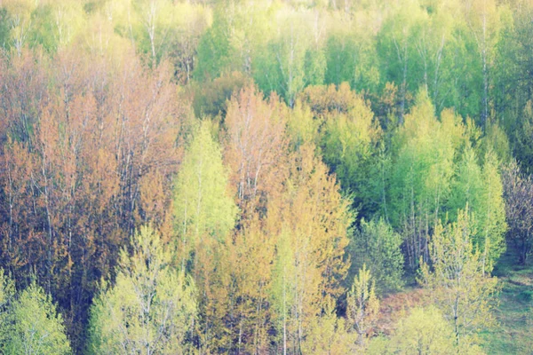 Ofokuserat grön bakgrund — Stockfoto