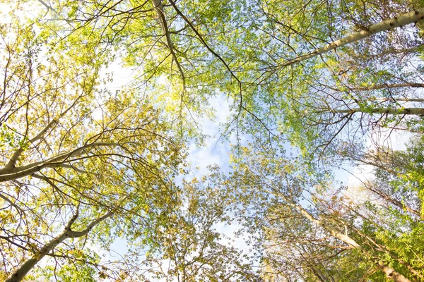 Vista al cielo desde el bosque — Foto de Stock