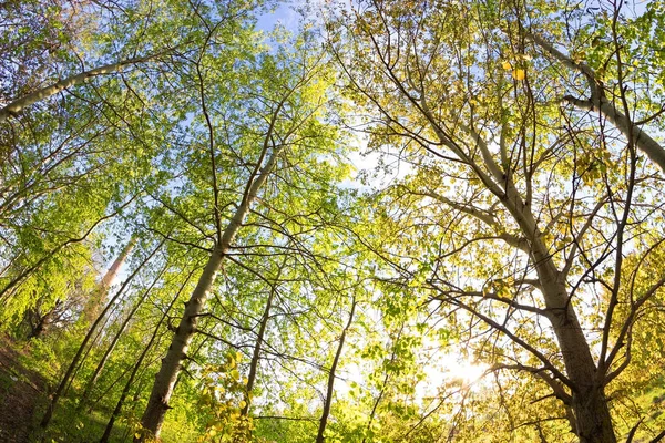 Bosque verde en primavera — Foto de Stock