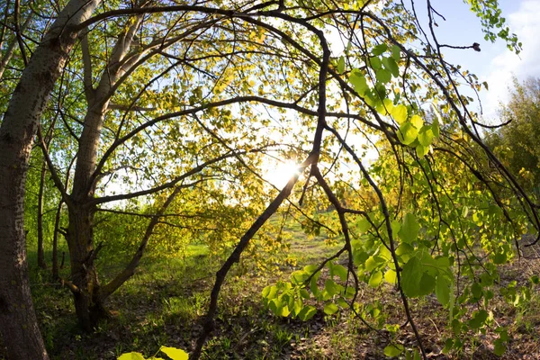 Зелений ліс навесні — стокове фото