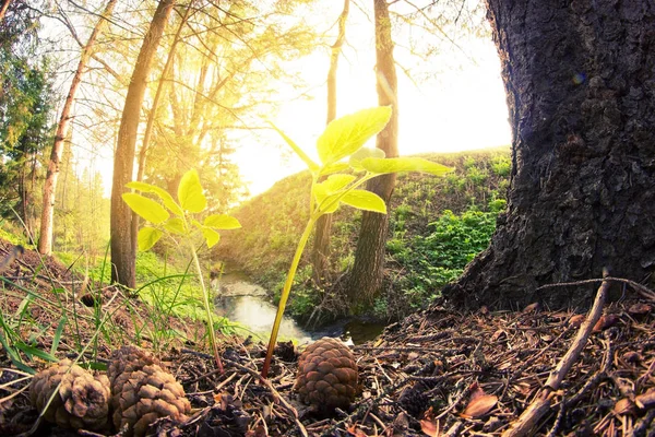 Nouvelles feuilles vertes dans une forêt — Photo