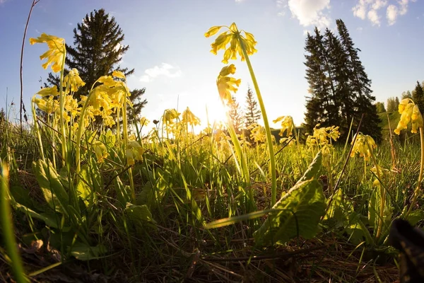 Gula blommor i ett våren fält — Stockfoto