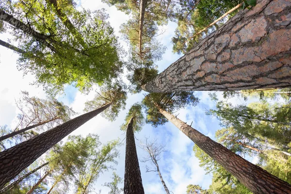 Grüner Wald im Frühling — Stockfoto