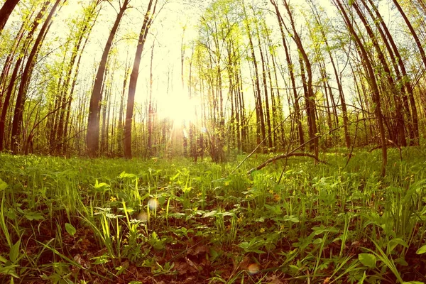 Bosque verde en primavera —  Fotos de Stock