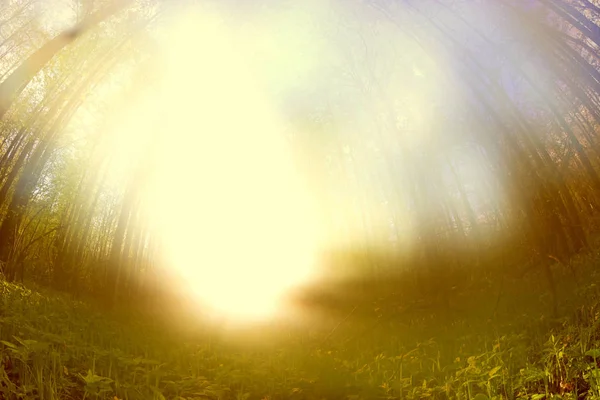 Luz mística en un bosque — Foto de Stock